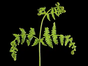 Pteridium: Bracken Fern - development of leaves in spring