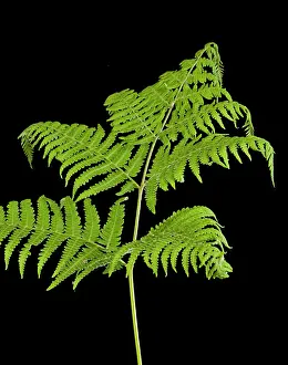 Pteridium: Bracken Fern - development of leaves in spring