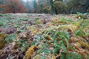 Pteridium: Bracken Fern - in a woodland glade