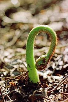 Germinating: BRACKEN - Frond emerging