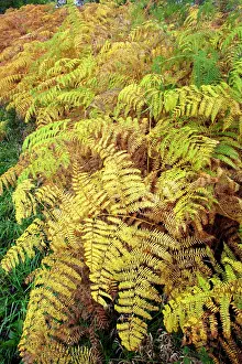 Pteridium: Bracken - fronds in autumn colour