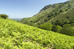 Pteridium: Bracken (Pteridium aquilinum) with, at the bottom