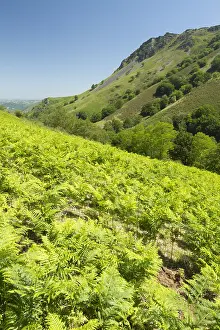 Pteridium: Bracken (Pteridium aquilinum) with, at the bottom