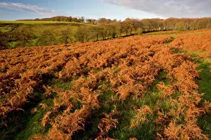 Turning: Bracken - turning red in autumn Great Hill / Triscombe