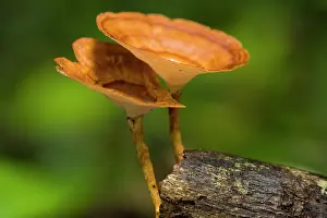 Grows: Bracket Fungi - brightly coloured fungi grows on