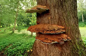 Anthony Harrison: Bracket Fungus