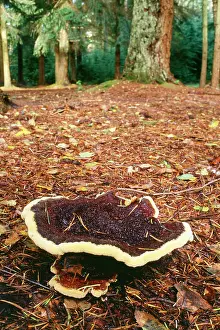Bracket: Bracket Fungus - arising from roots of Coniferous Trees