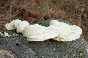 Bracket: Bracket fungus on a beech log