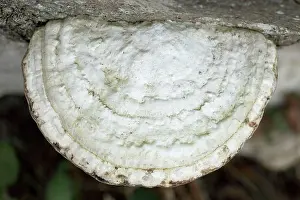 Bracket: Bracket fungus - Bracket fungus on a beech log