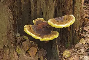 Bracket: Bracket Fungus - on deciduous trees, especially