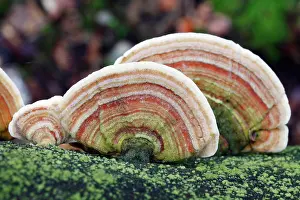 Bracket: Bracket Fungus - growing on dead tree stem