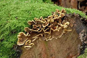 Hirsutum: Bracket fungus - Habitat - on fallen stumps