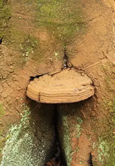 Found: Bracket Fungus - Habitat parasitic on deciduous