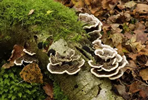 Polypore: Bracket Fungus Many-zoned polypore - This is a