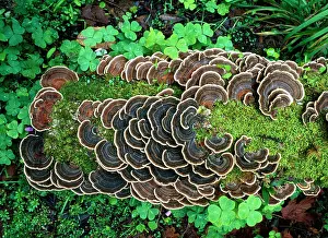 Bracket: Bracket FUNGUS - On old log
