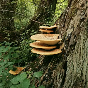 Decidous: A bracket fungus. Parasitic on decidous trees