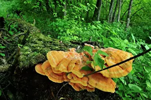 Shelf: Bracket Fungus Sulphur Polypore Sulphur Shelf Chicken