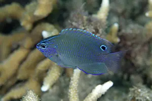 Damsel: Brackish Damsel Serena Besar dive site, Lembeh Straits