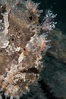 Biocellatus: Brackish Frogfish