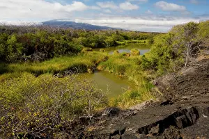 Morena: Brackish pools in lava flow at Punta Morena