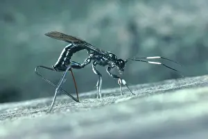 Biocontrol: Braconid Wasp