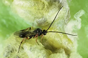 Glomerata: Braconid wasp (Cotesia glomerata)