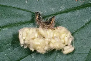 Parasitised: Braconid Wasp Pupae - next to parasitised Caterpillar