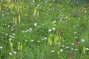 Lousewort: Bracted Lousewort in Subalpine Meadow