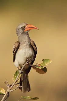 Hornbill: Bradfields hornbill (Tockus bradfieldi), Rock Hornbill