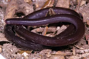Typhlopidae: Brahiminy Blindsnake