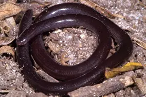 Typhlopidae: Brahiminy Blindsnake