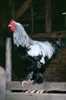 Brahma: BRAHMA CHICKEN - Cockerel on fence