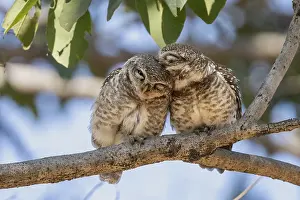 Owls: Brahma owls (Athene brama), Bandhavgarh National Park