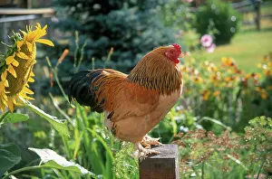 Brahma: Brahma rooster