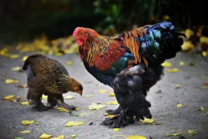 Farmyards: Brahma Rooster and Hen pecking