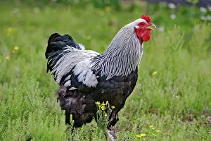 Brahma: Brahma Rooster - standing in grass - calling