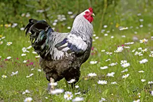 Proud: Brahma Rooster standing in a meadow of wildflowers