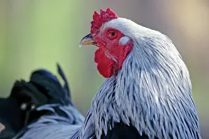 Brahma: Brahma Rooster - watching