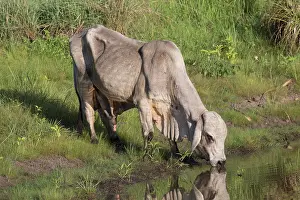 Peppimentari: Brahman Bull - A feral animal drinking at a waterhole