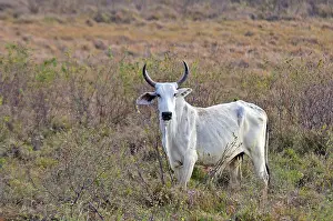 Bogs: Brahman cow Llanos Venezuela