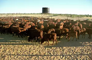 Brahman: Brahman weeners, cattle industry.in cattle station
