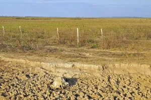 Bogs: Brahmin cow carcass on the bed of a dried-up river