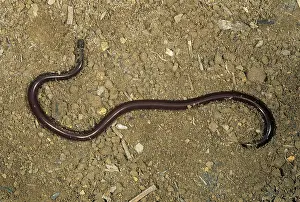 Brahminy: Brahminy Blind Snake