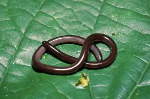 Invader: Brahminy Blind Snake