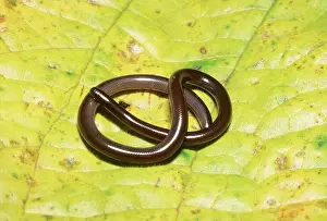 Typhlopidae: Brahminy Blind Snake