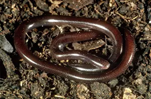 Typhlopidae: Brahminy Blind Snake