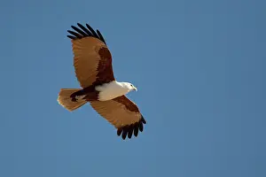 Haliastur: Brahminy Kite
