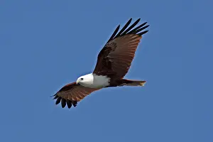 Brahminy: Brahminy Kite