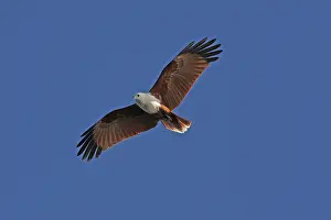 Brahminy: Brahminy Kite