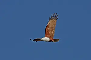 Brahminy: Brahminy Kite